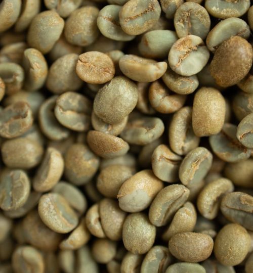 Detailed macro shot of freshly harvested green coffee beans, perfect for brewing.